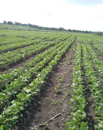 Bwengye Millers crops, mechanization, produce and value addition