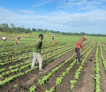 Bwengye Millers crops, mechanization, produce and value addition