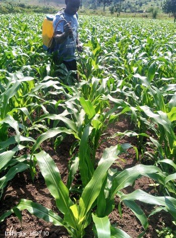 Bwengye Millers crops, mechanization, produce and value addition