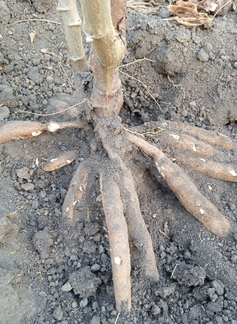 Bwengye Millers crops, mechanization, produce and value addition