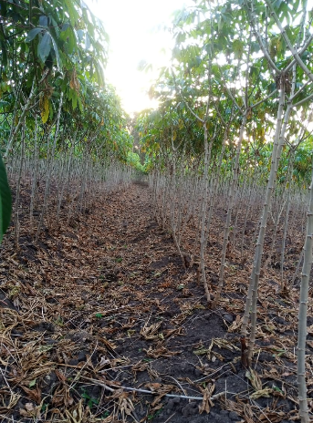 Bwengye Millers crops, mechanization, produce and value addition
