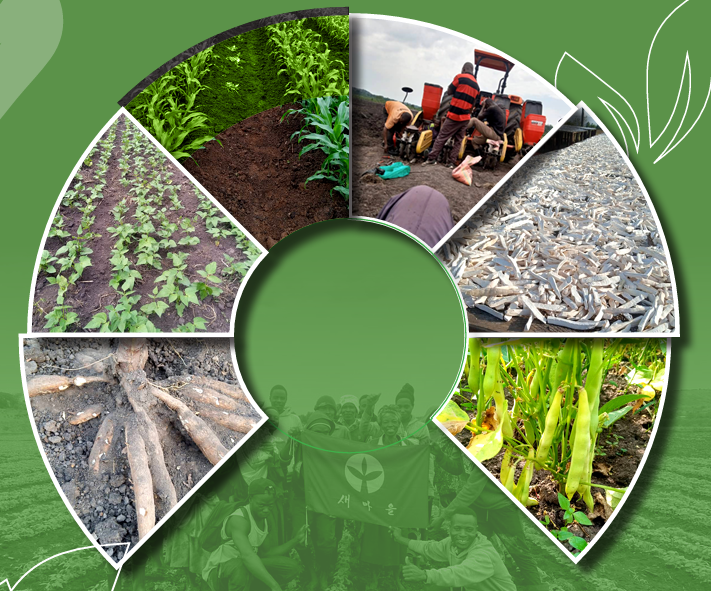Bwengye Millers farming, harvesting and value addition activities